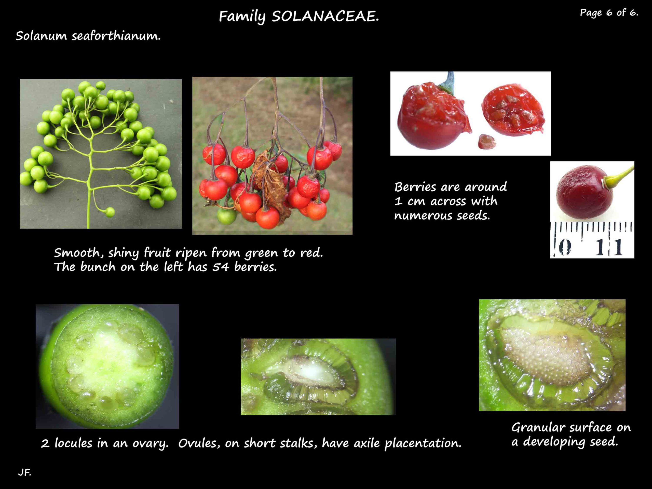 6 Solanum seaforthianum fruit